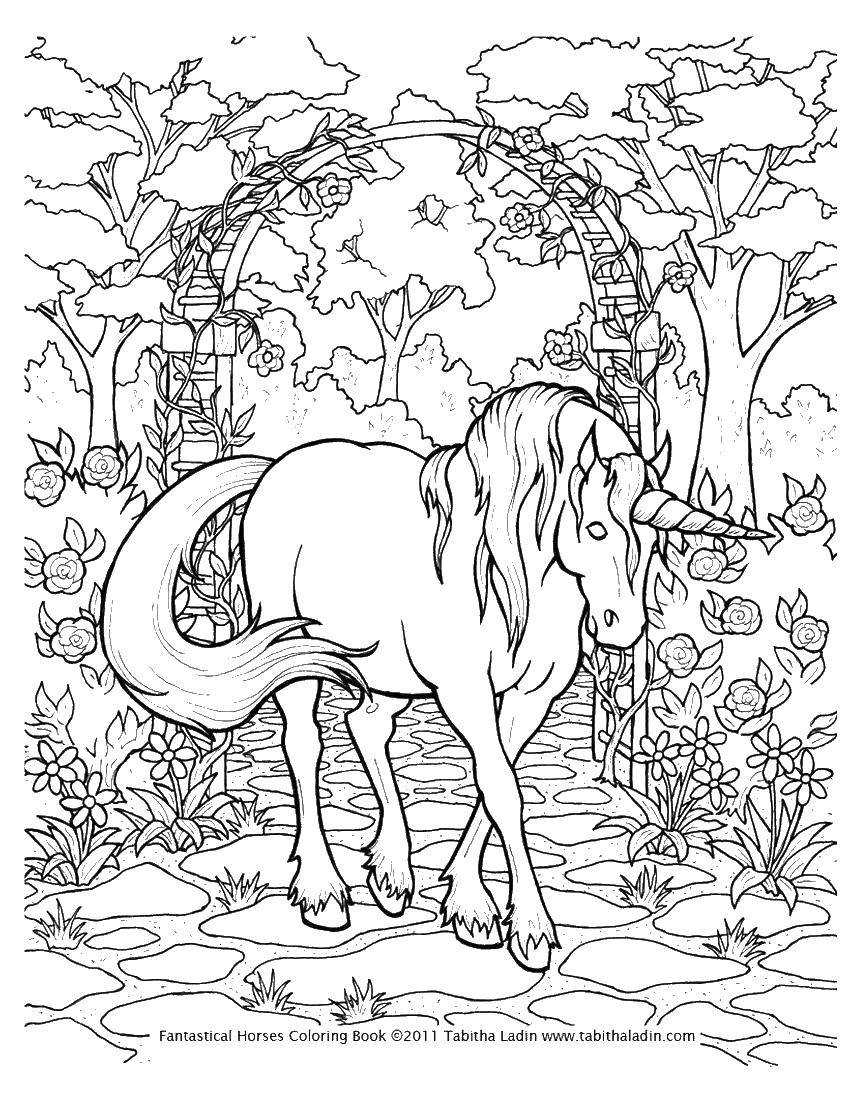 Coloring Unicorn. Category horse. Tags:  unicorn, horse.