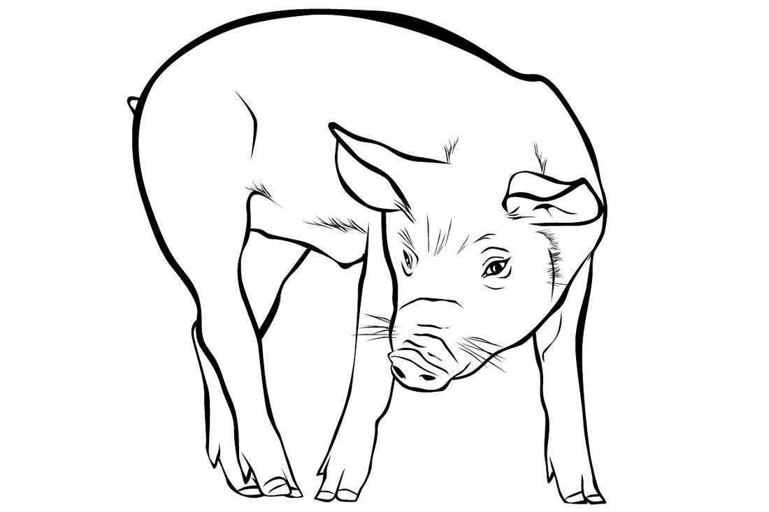 Coloring Pig. Category Pets allowed. Tags:  the pig.