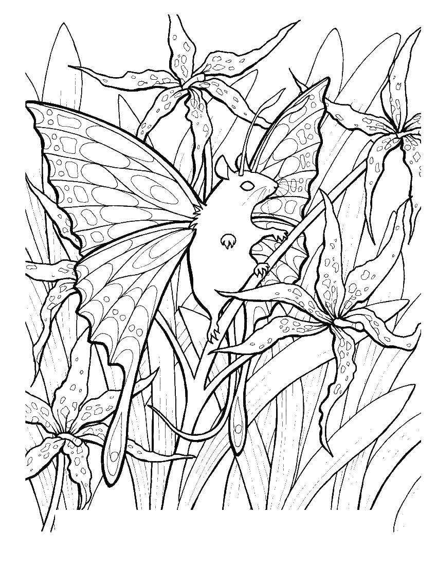 Coloring Butterfly mouse. Category The magic of creation. Tags:  butterfly, mouse.