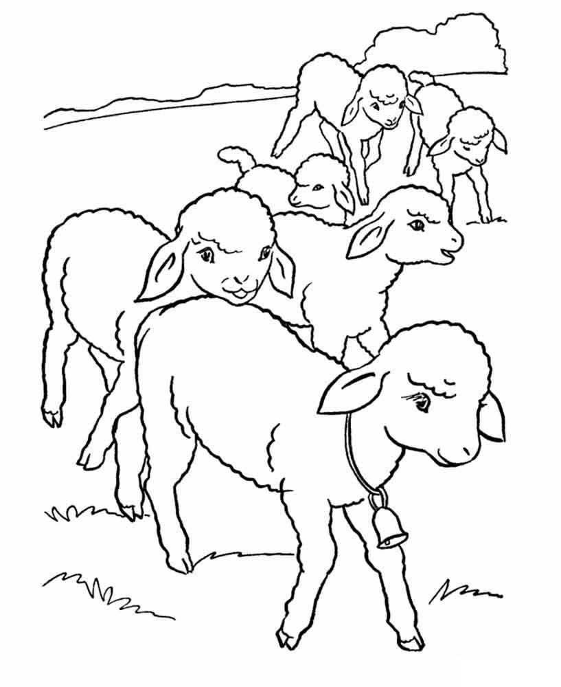 Название: Раскраска Козлята на лугу с колокольчиком на шее. Категория: домашние животные. Теги: козлята, луг, колокольчик.