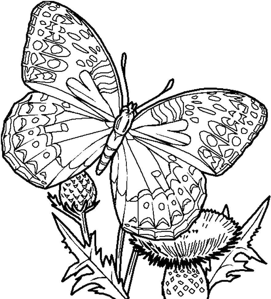 Название: Раскраска Бабочка. Категория: Насекомые. Теги: Бабочка.