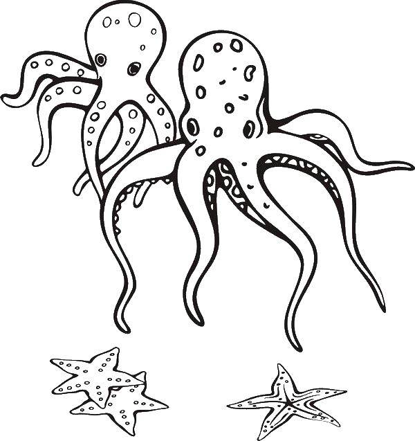 Coloring Octopus. Category Animals. Tags:  octopus.