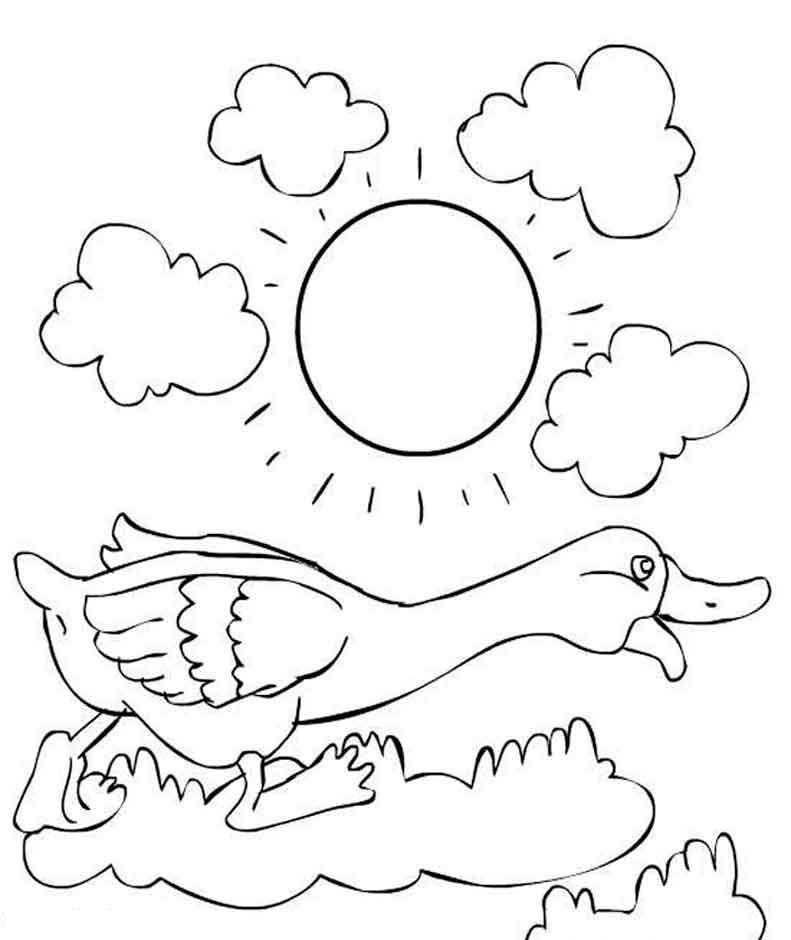 Название: Раскраска Гусь на полянке в солнечный день. Категория: домашние животные. Теги: гусь, солнце, луг.