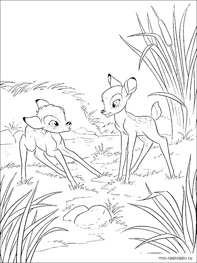 Coloring Bambi met a friend. Category Bambi. Tags:  Bambi, Bunny.