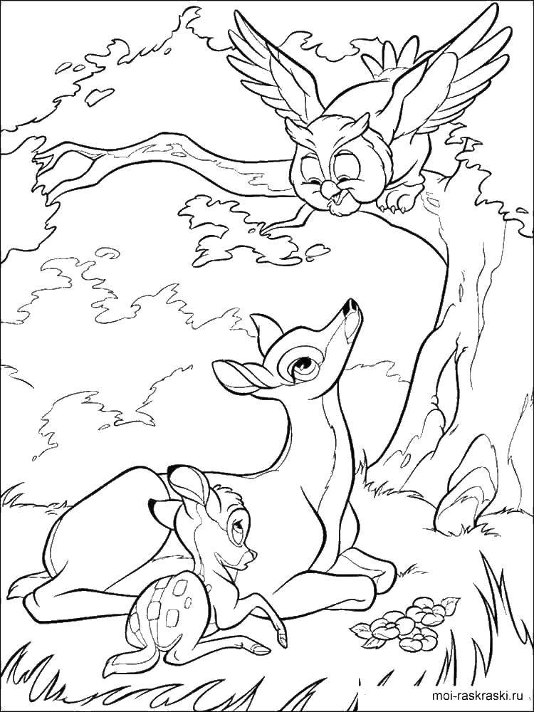 Coloring The deer Bambi and owl. Category Bambi. Tags:  Bambi, cartoon, deer.