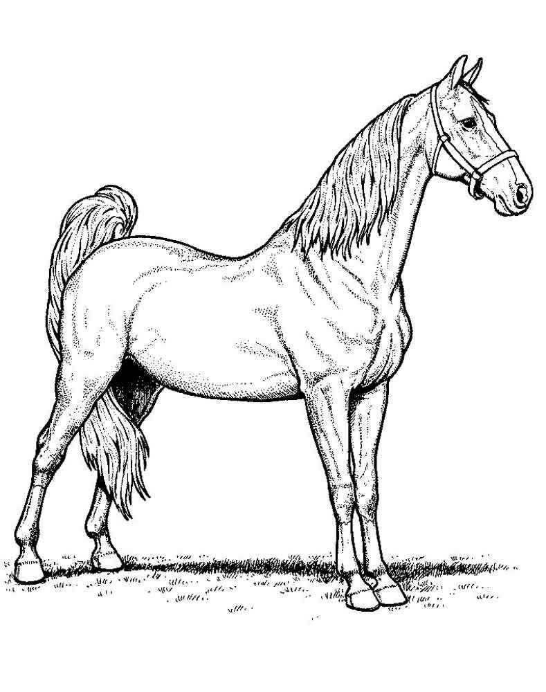 Название: Раскраска Лошадь на поле. Категория: домашние животные. Теги: лошадь.