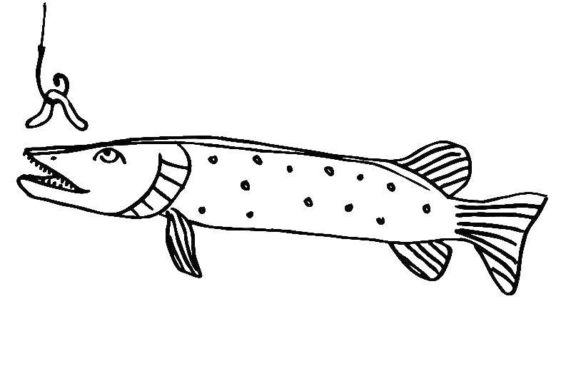 Раскраска Щуки | Раскраски пресноводные рыбы. Раскраска рыбы - речных и озерных