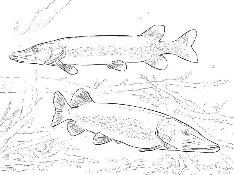 Coloring Pike. Category pike. Tags:  fish, pike.