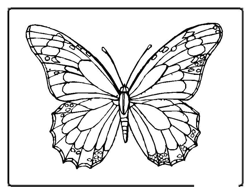 Название: Раскраска Бабочка. Категория: бабочки. Теги: Бабочка.