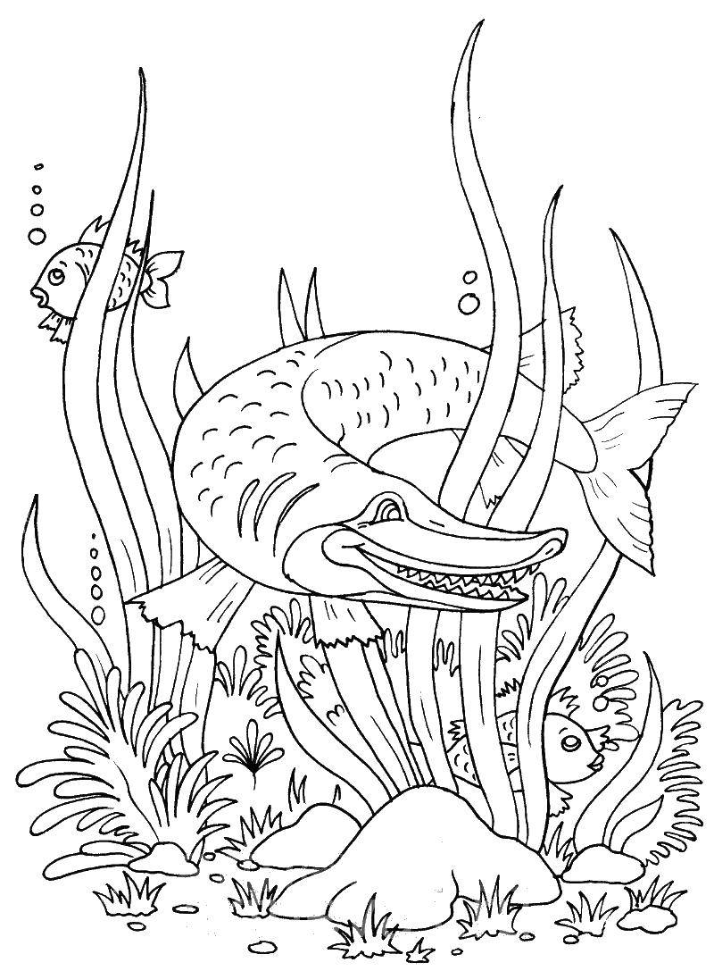 Название: Раскраска Щука. Категория: рыбы. Теги: Подводный мир, рыба.