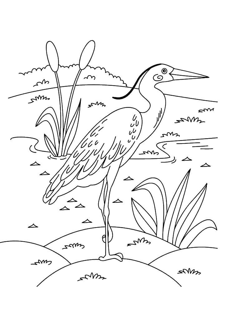 Coloring Heron. Category Crane and Heron. Tags:  Tales, Crane and Heron.