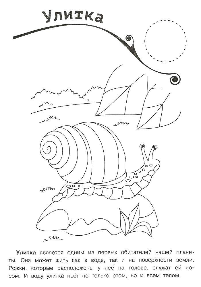 Coloring Snail. Category Snails. Tags:  Snail.