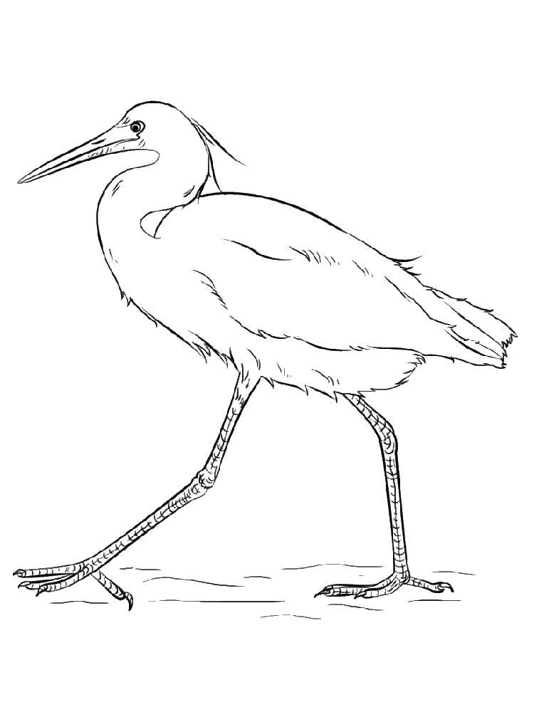 Coloring The crane and Heron. Category Crane and Heron. Tags:  Tales, Crane and Heron.