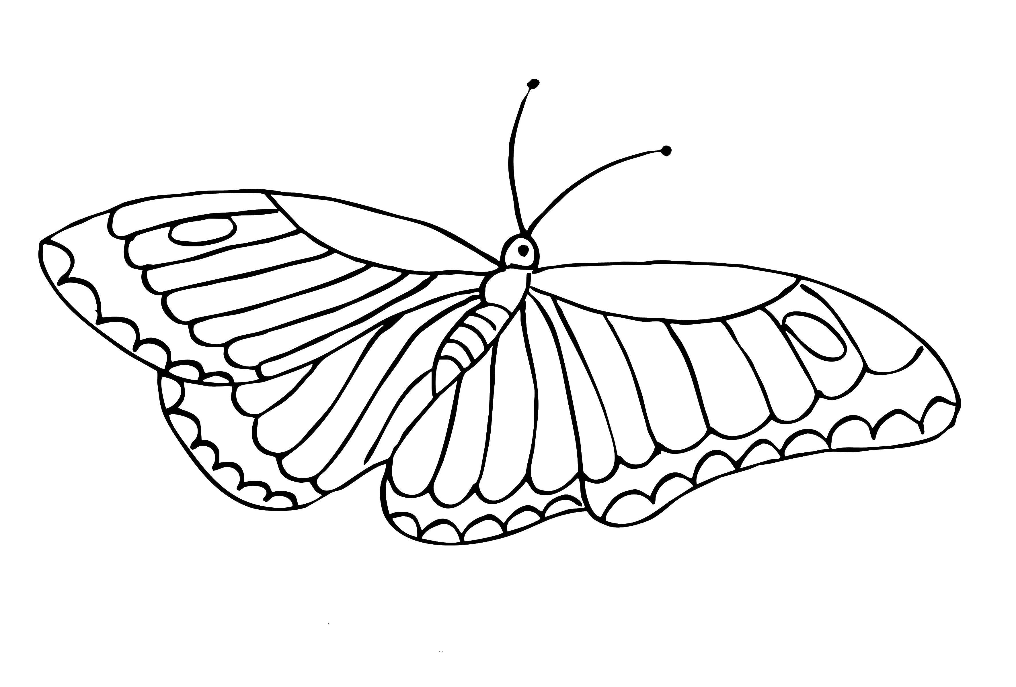 Название: Раскраска Бабочка летает. Категория: бабочки. Теги: Бабочка.