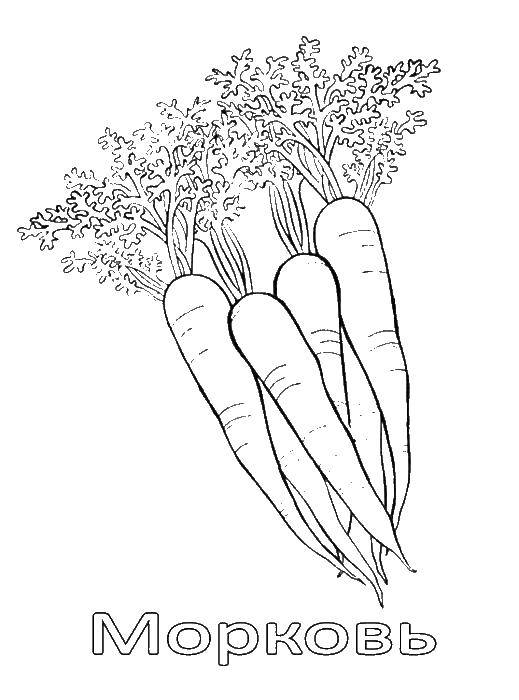 Coloring Carrots. Category vegetables. Tags:  vegetables, carrots.