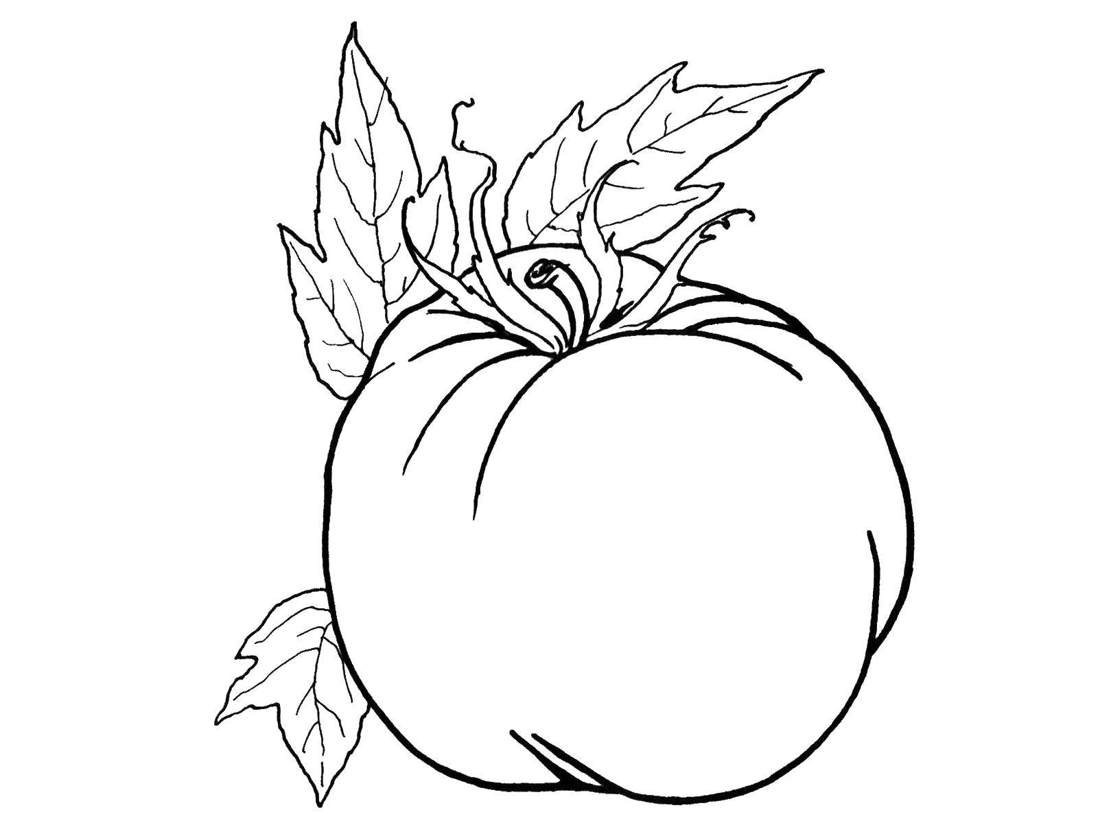 Coloring Tomato. Category tomato. Tags:  vegetables, tomatoes.