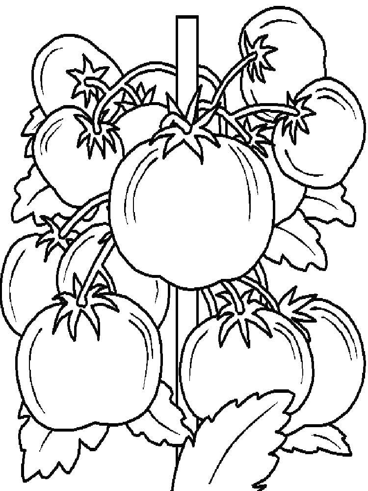 Название: Раскраска Помидоры. Категория: помидор. Теги: овощи, помидоры.