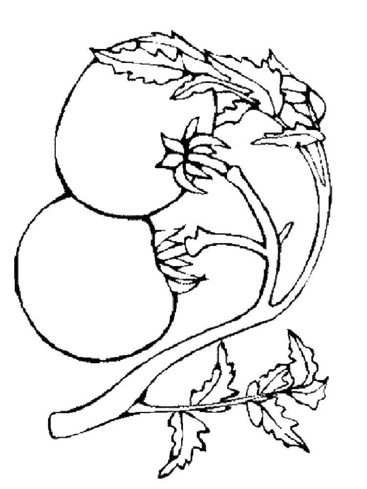 Название: Раскраска Помидоры. Категория: помидор. Теги: овощи, помидоры.