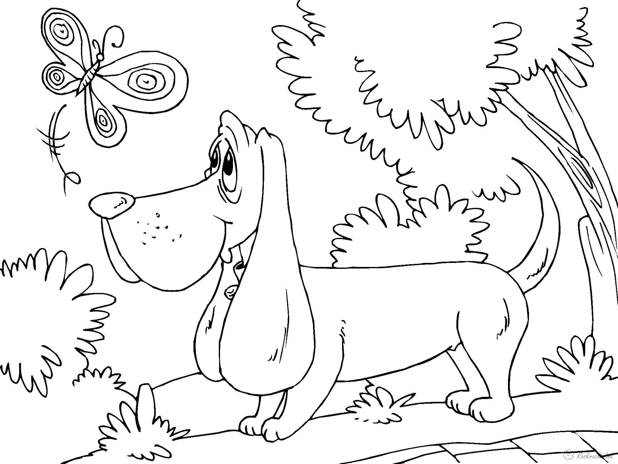 Название: Раскраска Собака ловит бабочку. Категория: домашние животные. Теги: собака, бабочка.