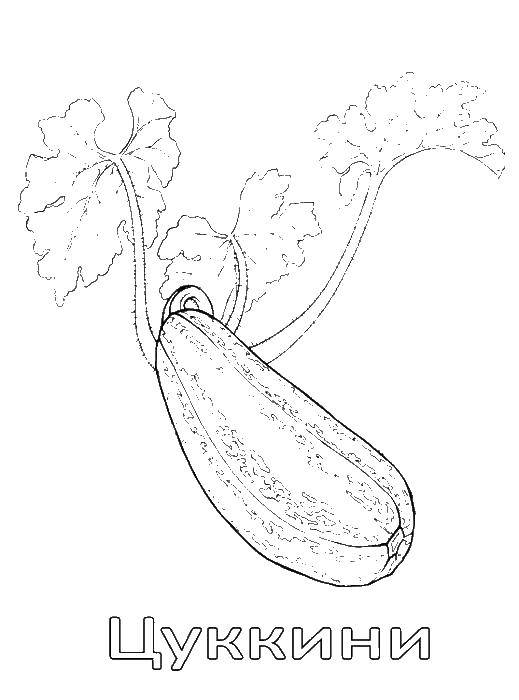Coloring Zucchini. Category vegetables. Tags:  vegetables, zucchini.