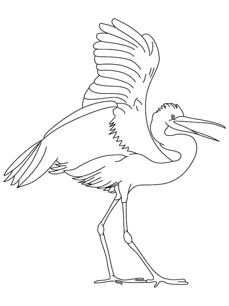 Coloring Crane. Category Crane and Heron. Tags:  Tales, Crane and Heron.