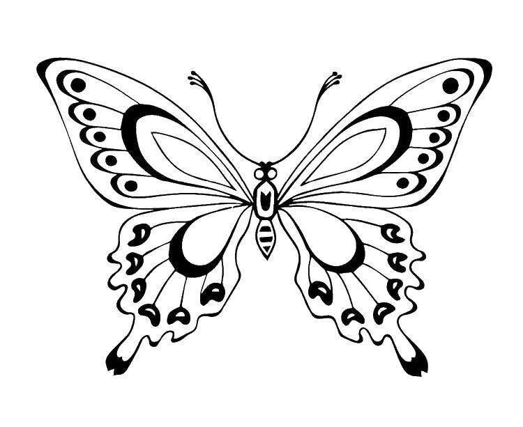 Coloring Butterfly. Category butterflies. Tags:  butterfly.