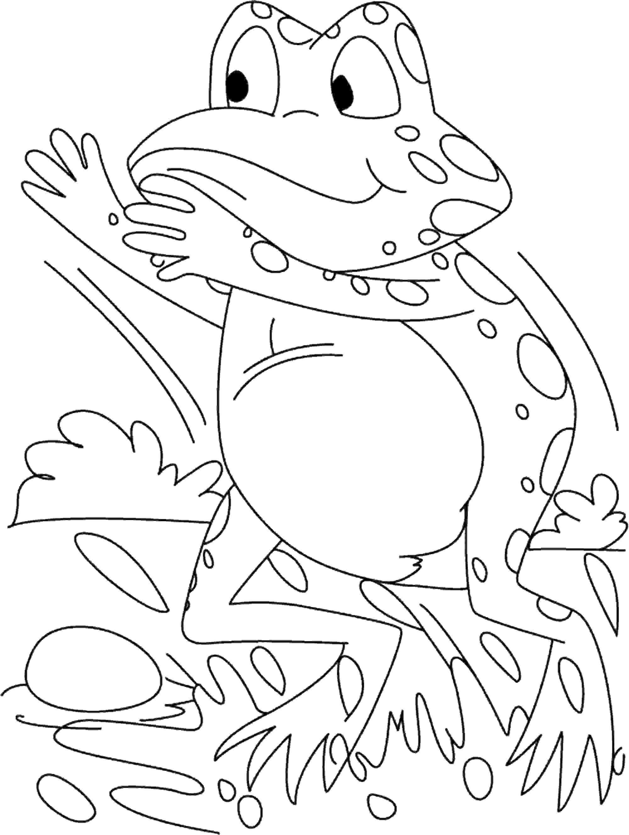 Coloring Frog. Category Animals. Tags:  animals, frog.