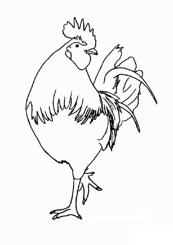 Coloring Cock. Category Pets allowed. Tags:  the cock.