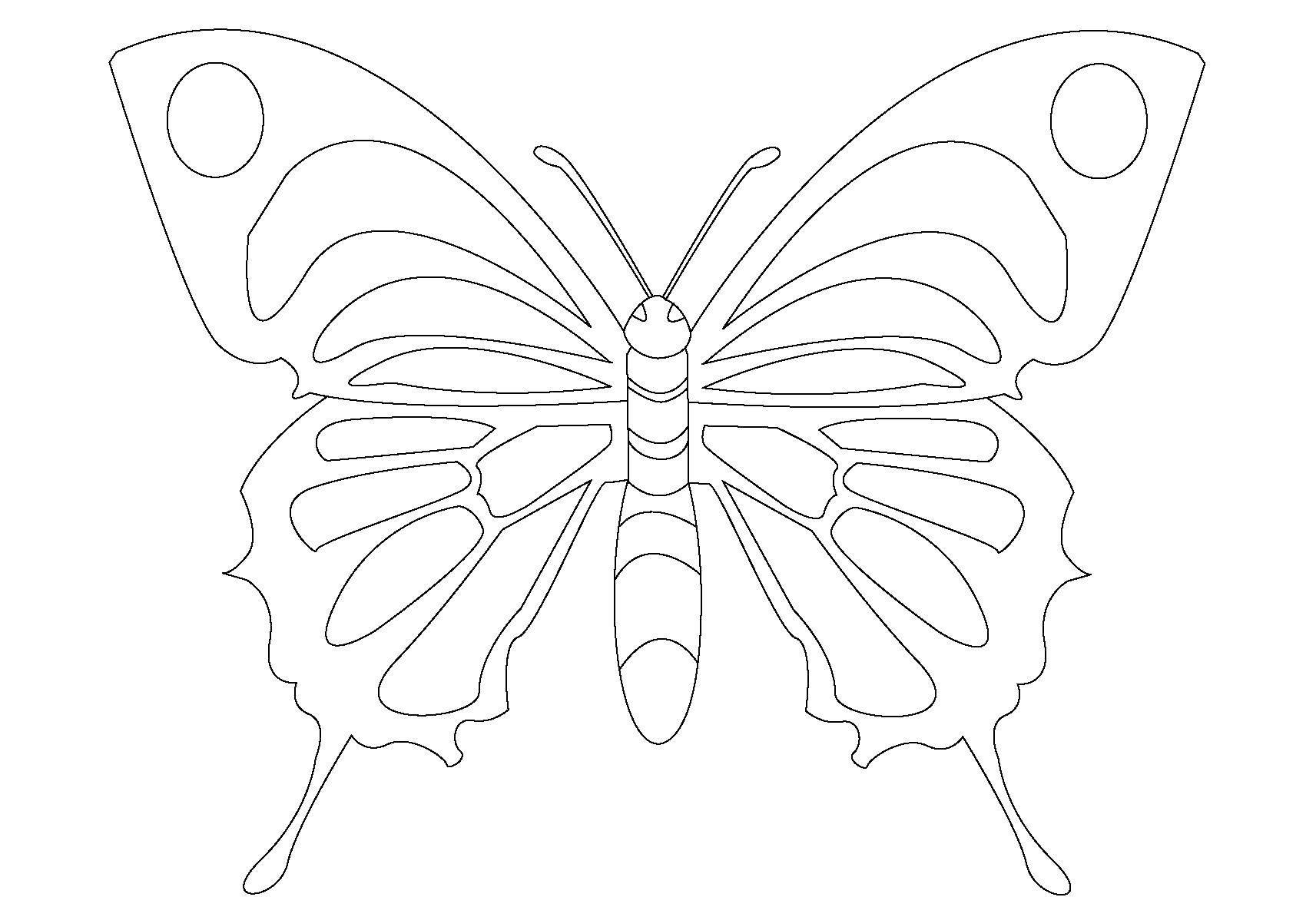 Coloring Butterfly. Category butterflies. Tags:  butterfly.