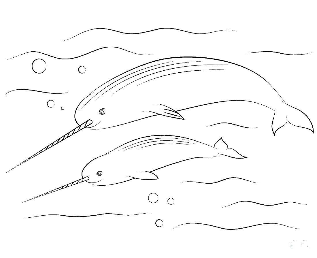 Название: Раскраска Дельфины единороги. Категория: Животные. Теги: животные, дельфины единороги.