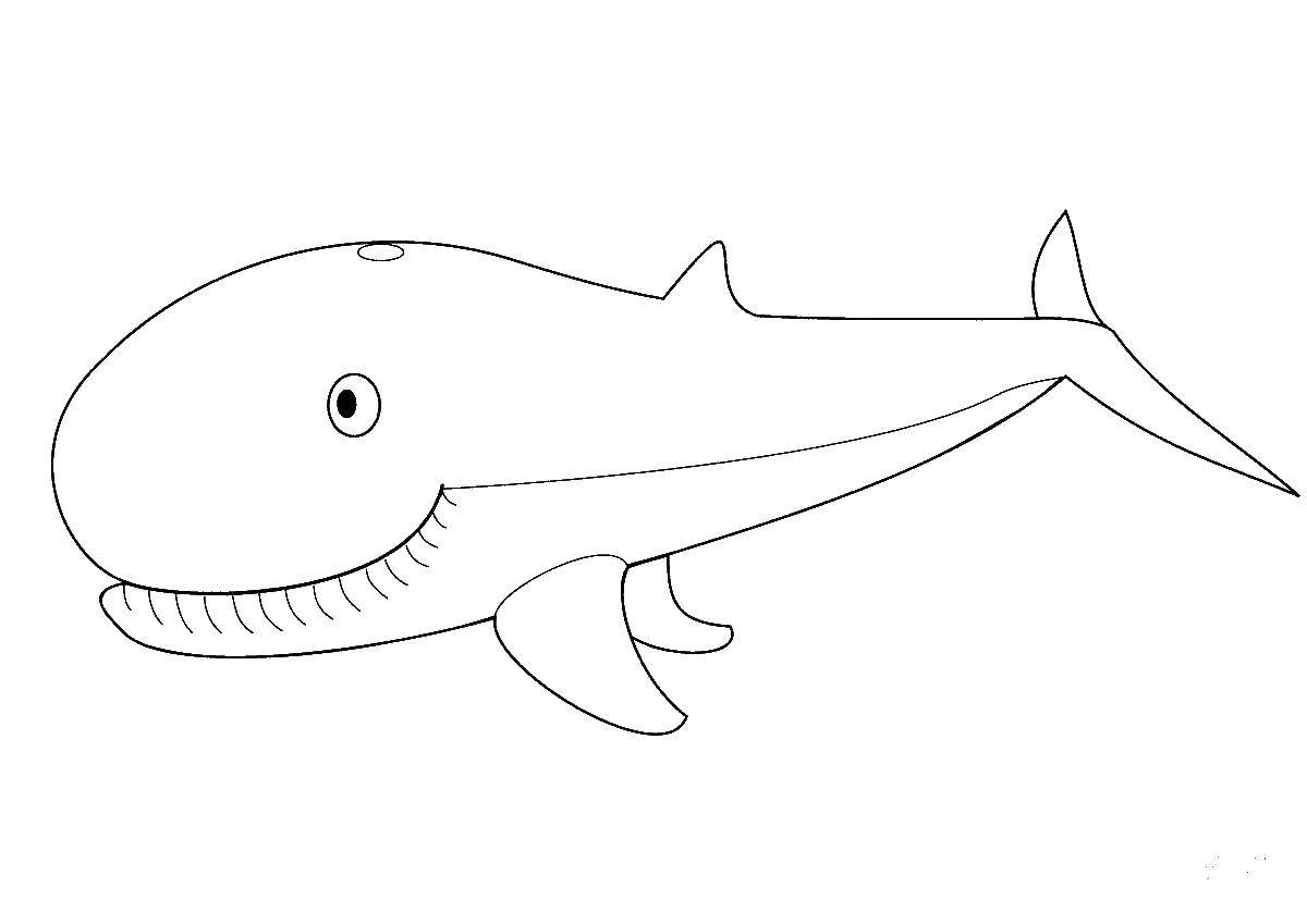 Coloring Kit. Category Keith . Tags:  animals, whale.