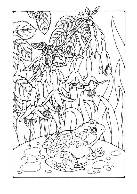 Coloring Frog and nature. Category Animals. Tags:  animals, frog, flowers.