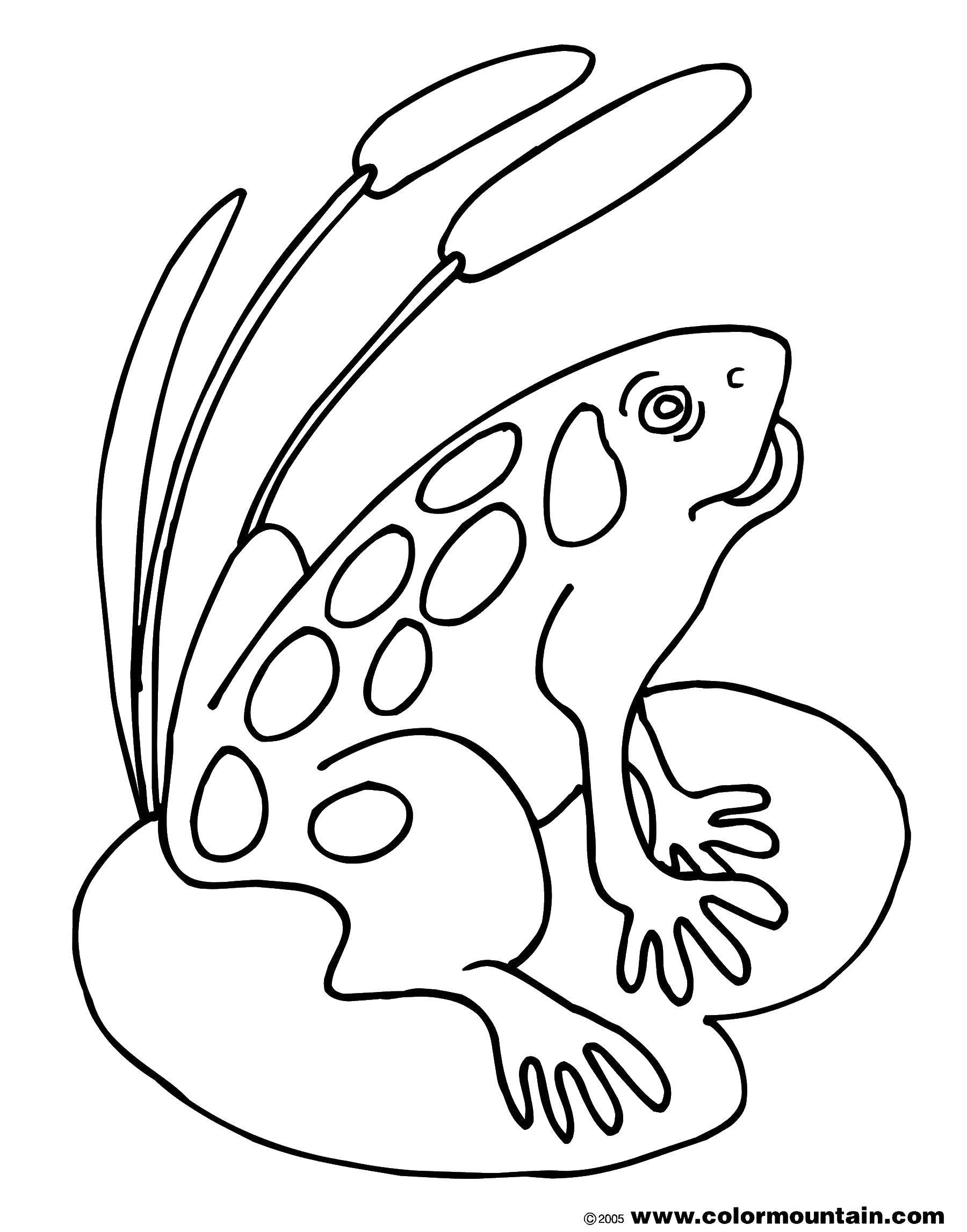 Раскраска рыбка и лягушка