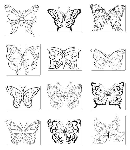 Название: Раскраска Виды бабочек. Категория: бабочки. Теги: бабочка.
