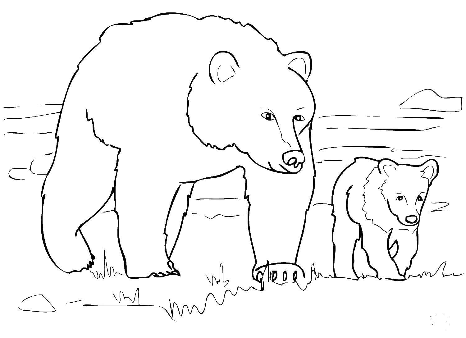 Распечатка медведя. Медведь раскраска. Медведь раскраска для детей. Раскраска медведь с медвежонком.