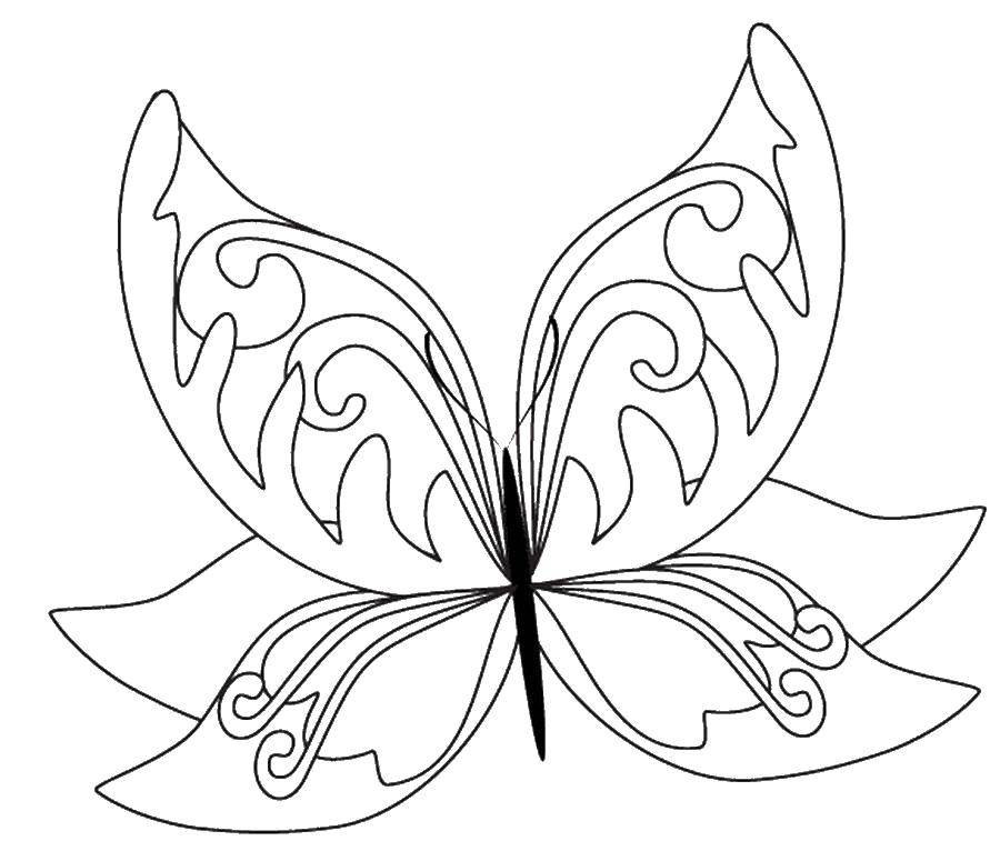 Название: Раскраска Бабочка цветок. Категория: бабочки. Теги: бабочка.