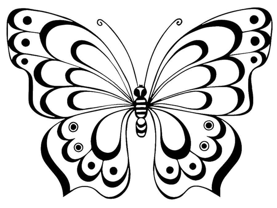 Бабочка - скачать и распечатать раскраску. бабочка