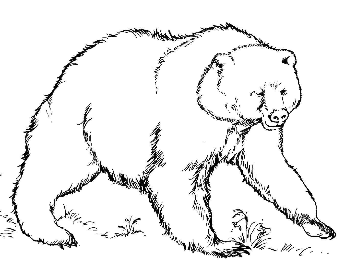 Coloring Bear. Category Animals. Tags:  bear.
