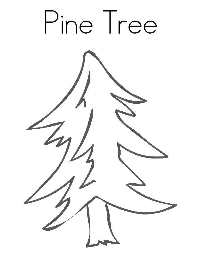 Coloring Pine. Category tree. Tags:  Trees, leaf.