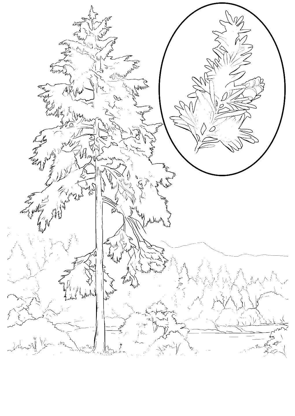 Coloring Pine. Category the forest. Tags:  Forest, tree, branch, leaves.