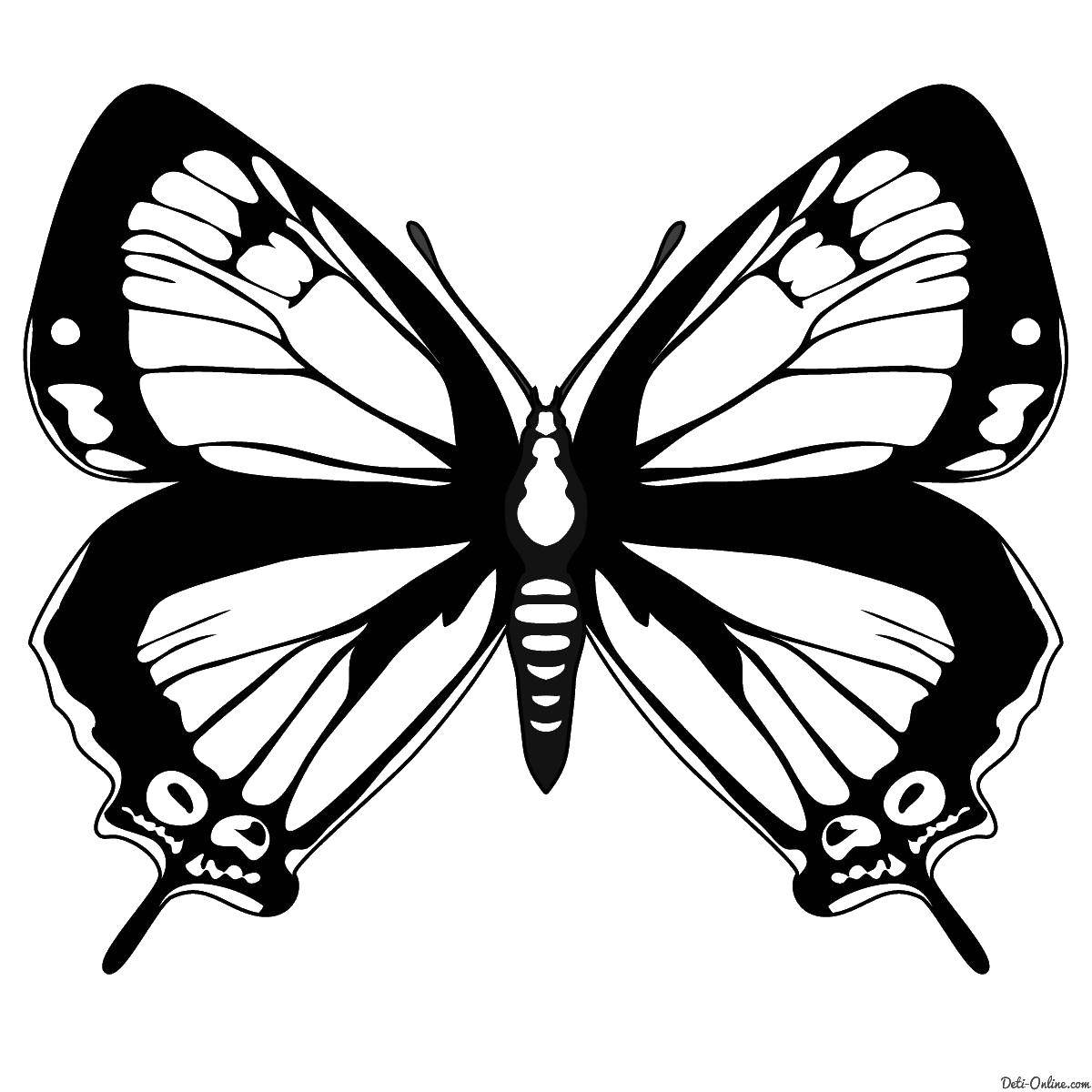 Coloring Butterfly. Category butterflies. Tags:  butterfly.