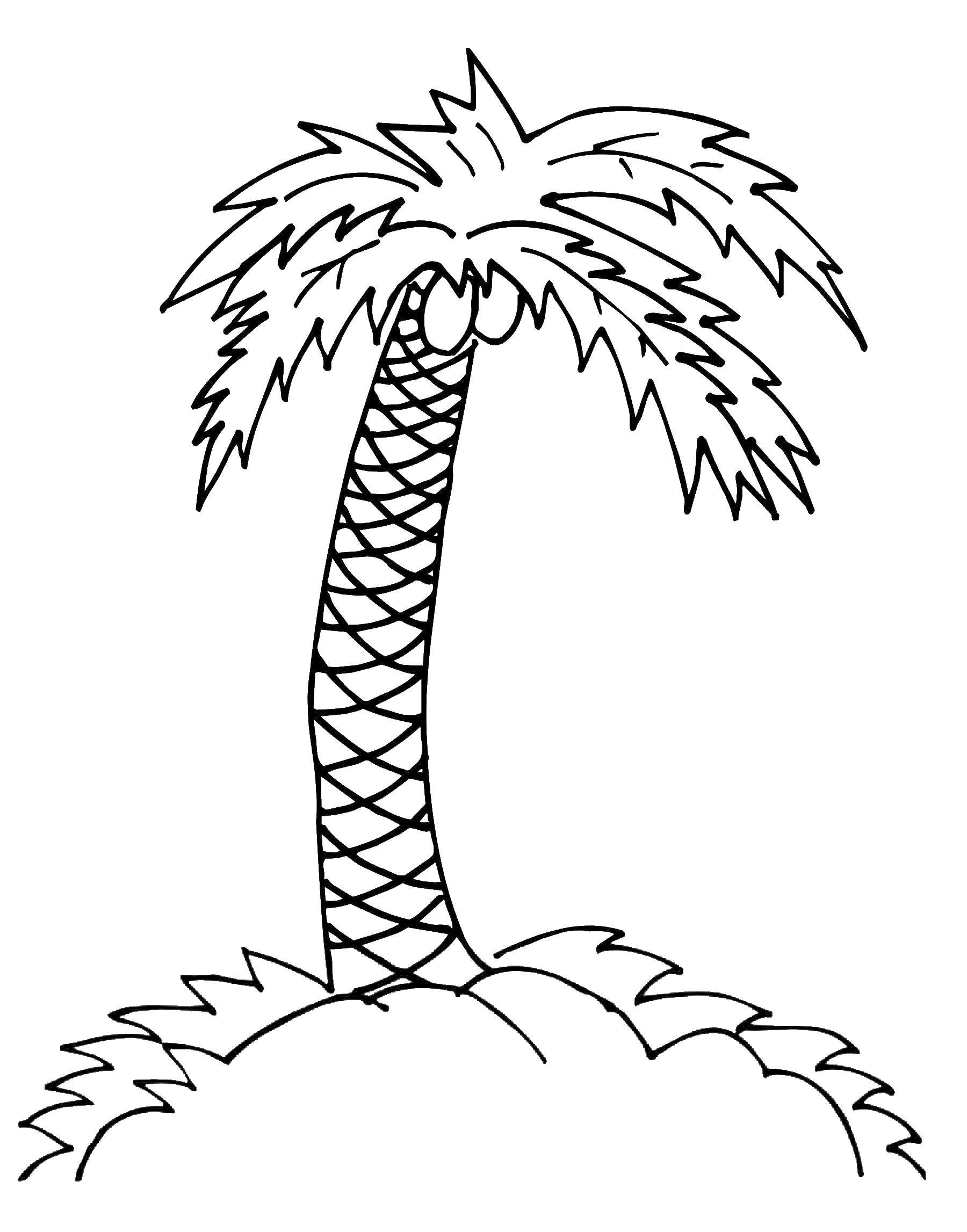 Название: Раскраска Пальма с кокосами. Категория: дерево. Теги: пальма, кокос.