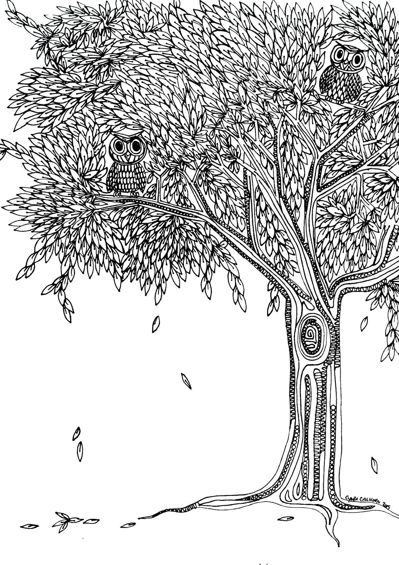Название: Раскраска Совы на дереве. Категория: дерево. Теги: дерево, совы, птицы.
