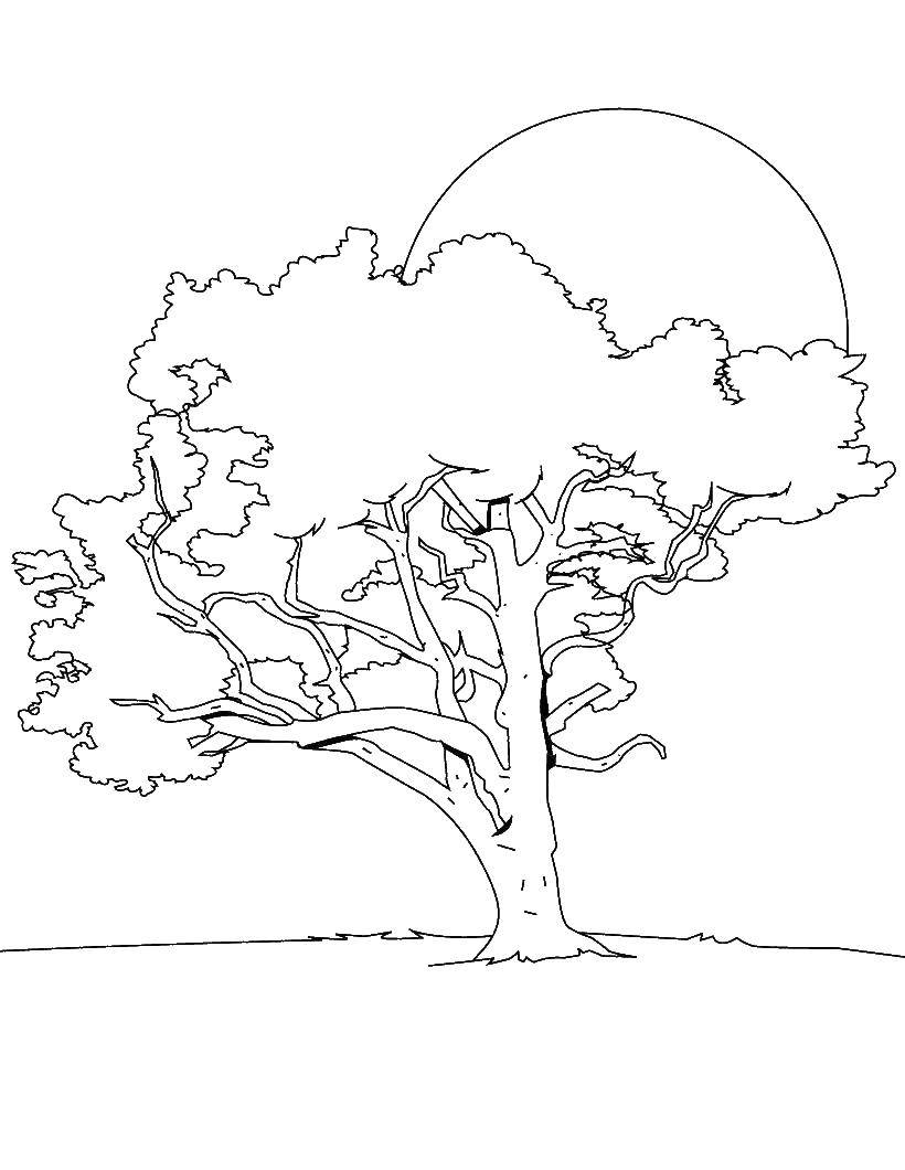 Название: Раскраска Дерево и солнце. Категория: дерево. Теги: Деревья, лист.