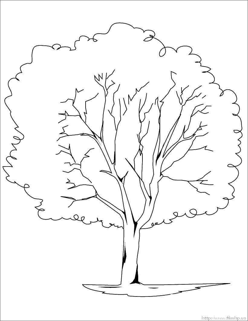 Coloring Tree. Category tree. Tags:  Trees, leaf.