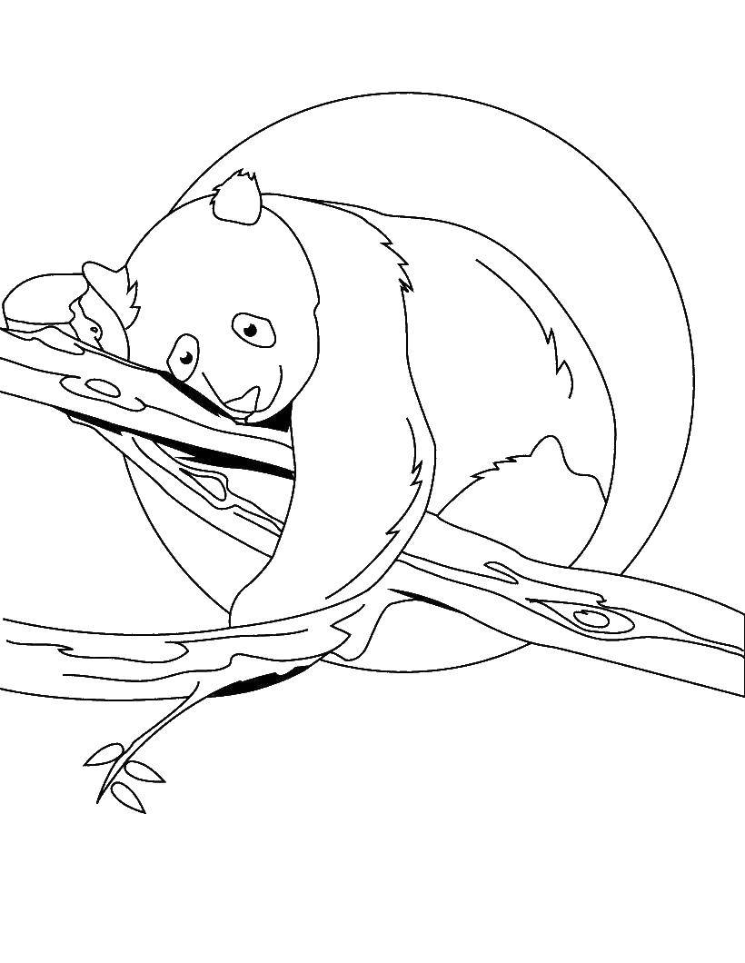 Название: Раскраска Мишка панда. Категория: Животные. Теги: Животные, медведь панда.