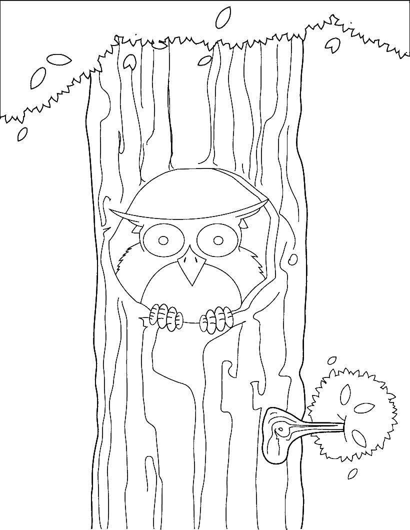 Coloring Owl on a branch. Category birds. Tags:  Birds, owl.