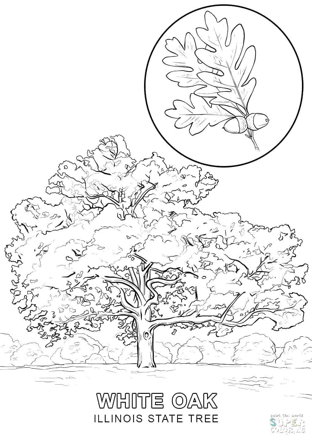 Coloring White oak. Category tree. Tags:  white oak, Illinois.