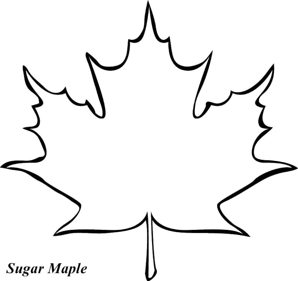 Coloring Maple leaf. Category The contours of the leaves of the trees. Tags:  maple leaf outline, .