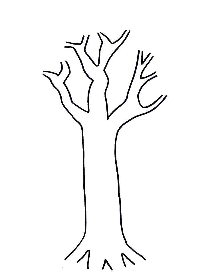Название: Раскраска Контур дерева. Категория: дерево. Теги: контур дерева.